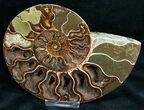 Stunning Cut & Polished Ammonite #6874-3